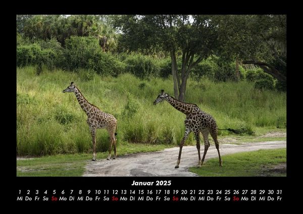Produktbild: Giraffen 2025 Fotokalender DIN A3