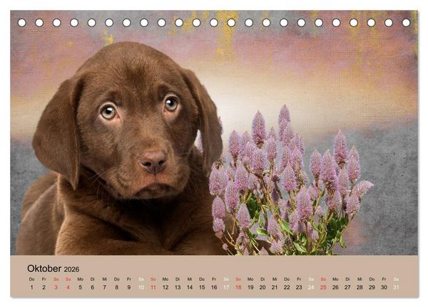 Produktbild: Labrador Retriever unsere Freunde (Tischkalender 2026 DIN A5 quer), CALVENDO Monatskalender