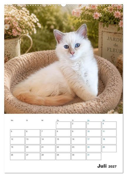 Produktbild: Heilige Birma Kitten Kalender mit Planer (Wandkalender 2027 DIN A2 hoch), CALVENDO Monatskalender