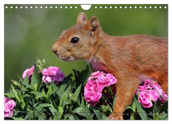 Produktbild: Eichh&ouml;rnchen in zauberhaften Posen (Wandkalender 2027 DIN A4 quer), CALVENDO Monatskalender