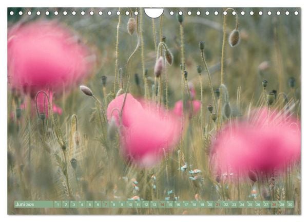 Produktbild: Mohnblumen - Fotografie mit Magie (Wandkalender 2026 DIN A4 quer), CALVENDO Monatskalender