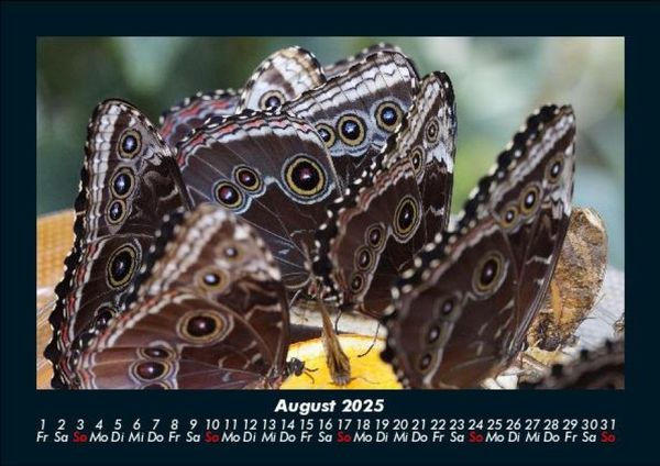 Produktbild: Bunte Pracht der Schmetterlinge 2025 Fotokalender DIN A5