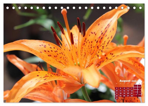 Produktbild: Lilien (Lilium) (Tischkalender 2026 DIN A5 quer), CALVENDO Monatskalender