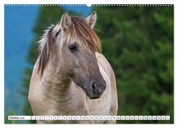 Produktbild: Konik - Frei geboren (hochwertiger Premium Wandkalender 2026 DIN A2 quer), Kunstdruck in Hochglanz