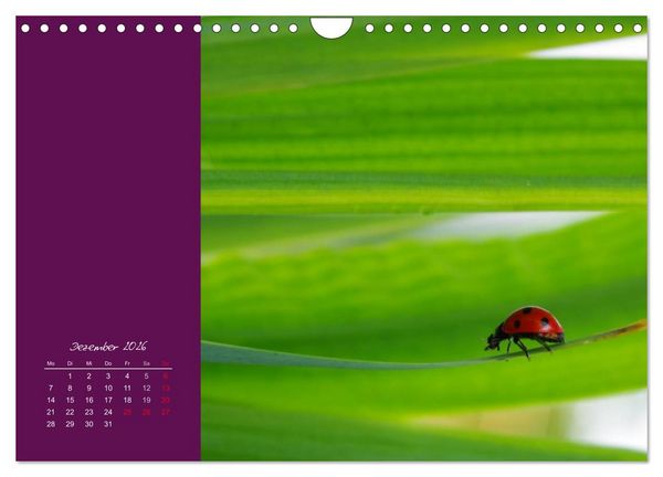 Produktbild: Momente des Gl&uuml;cks (Wandkalender 2026 DIN A4 quer), CALVENDO Monatskalender