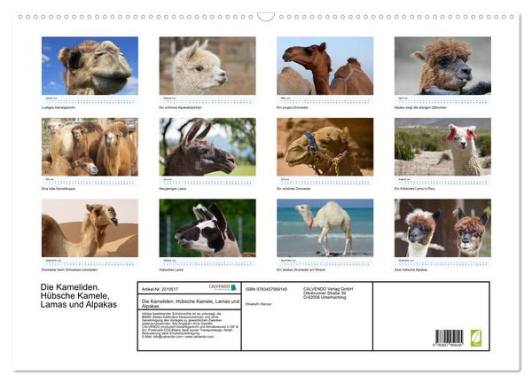 Produktbild: Die Kameliden. H&uuml;bsche Kamele, Lamas und Alpakas (Wandkalender 2026 DIN A2 quer), CALVENDO Monatskalender