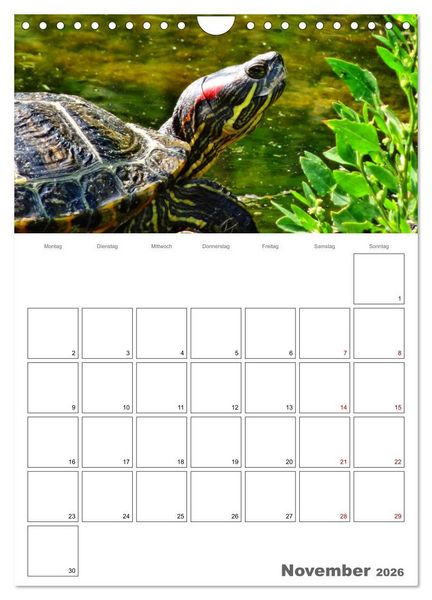 Produktbild: Langsame Schildkr&ouml;ten (Wandkalender 2026 DIN A4 hoch), CALVENDO Monatskalender
