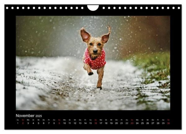 Produktbild: Neues von Elli Pirelli, dem fr&ouml;hlichen Pinscherdackelm&auml;del (Wandkalender 2025 DIN A4 quer), CALVENDO Monatskalender