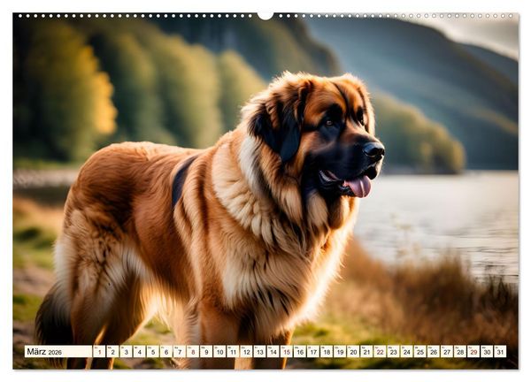 Produktbild: Leonberger - der zahme L&ouml;we (hochwertiger Premium Wandkalender 2026 DIN A2 quer), Kunstdruck in Hochglanz