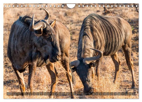 Produktbild: S&uuml;dafrika - Die Tierwelt (Wandkalender 2026 DIN A4 quer), CALVENDO Monatskalender