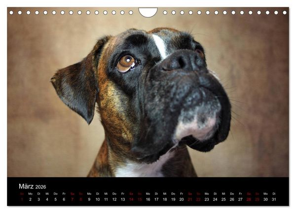 Produktbild: Liebenswerte Boxer (Wandkalender 2026 DIN A4 quer), CALVENDO Monatskalender