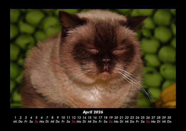 Produktbild: F&uuml;r Katzenfreunde 2026 Fotokalender DIN A3