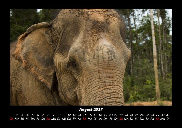 Produktbild: Elefanten 2027 Fotokalender DIN A3