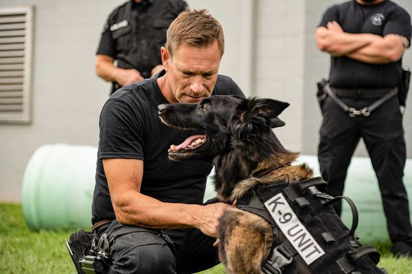 Produktbild: Muzzle - K-9 Narcotics Unit