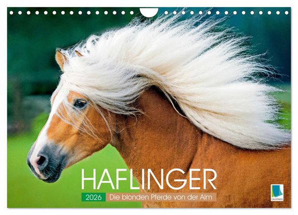 Produktbild: Haflinger: Die blonden Pferde von der Alm (Wandkalender 2026 DIN A4 quer), CALVENDO Monatskalender