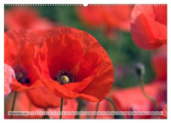 Produktbild: Voll Mohn (Wandkalender 2026 DIN A2 quer), CALVENDO Monatskalender