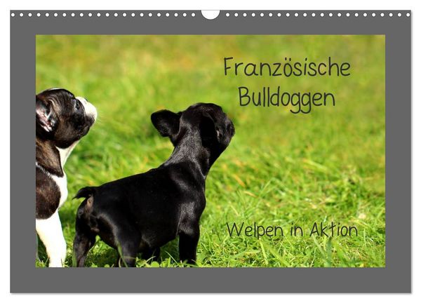 Französische Bulldoggen (Wandkalender 2026 DIN A3 quer), CALVENDO Monatskalender