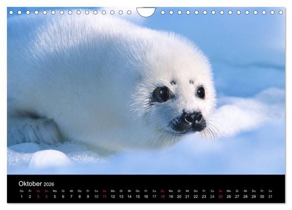 Produktbild: Arktis und Antarktis (Wandkalender 2026 DIN A4 quer), CALVENDO Monatskalender