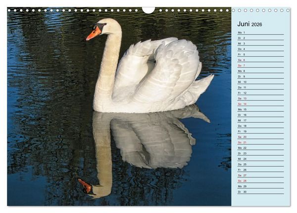 Produktbild: Schwanenzauber (Wandkalender 2026 DIN A3 quer), CALVENDO Monatskalender