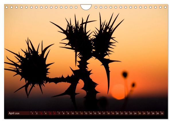 Produktbild: Auf Entdeckertour in Israel (Wandkalender 2026 DIN A4 quer), CALVENDO Monatskalender