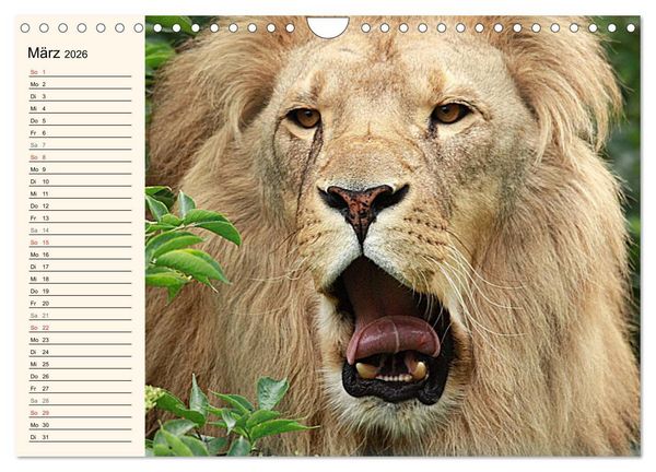 Produktbild: L&ouml;wen (Wandkalender 2026 DIN A4 quer), CALVENDO Monatskalender