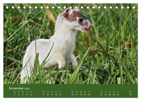 Produktbild: Augen auf - versteckte Tierwelt (Tischkalender 2026 DIN A5 quer), CALVENDO Monatskalender