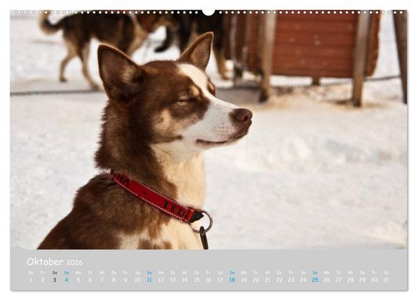 Produktbild: Alaskan Huskies (hochwertiger Premium Wandkalender 2026 DIN A2 quer), Kunstdruck in Hochglanz