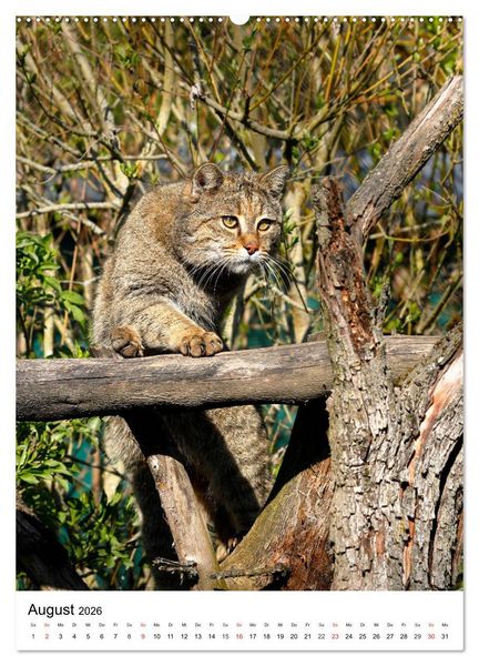 Produktbild: Kleine Tiger im Wald (hochwertiger Premium Wandkalender 2026 DIN A2 hoch), Kunstdruck in Hochglanz