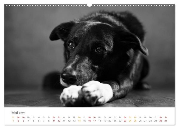 Produktbild: Hundeportraits Fine Art (hochwertiger Premium Wandkalender 2026 DIN A2 quer), Kunstdruck in Hochglanz