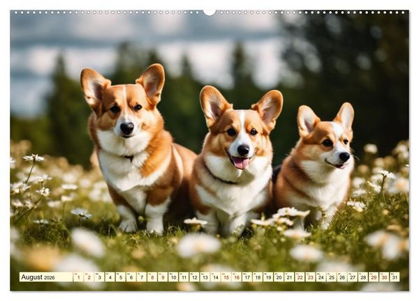 Produktbild: Welsh Corgi Pembroke (hochwertiger Premium Wandkalender 2026 DIN A2 quer), Kunstdruck in Hochglanz