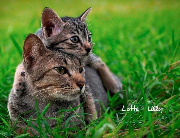 Produktbild: Katzen 2027 Eintragkalender