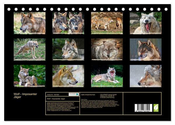 Produktbild: Wolf - Imposanter J&auml;ger (Tischkalender 2026 DIN A5 quer), CALVENDO Monatskalender