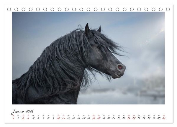 Produktbild: Friesen - stolze Giganten (Tischkalender 2026 DIN A5 quer), CALVENDO Monatskalender