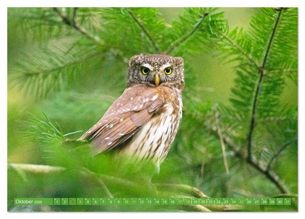 Produktbild: Wald-Kindergarten: Tierkinder im Wald (Tischkalender 2026 DIN A5 quer), CALVENDO Monatskalender