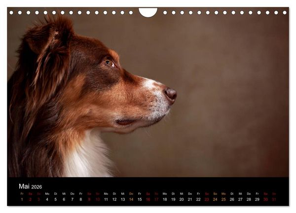 Produktbild: Charmante Australian Shepherds (Wandkalender 2026 DIN A4 quer), CALVENDO Monatskalender