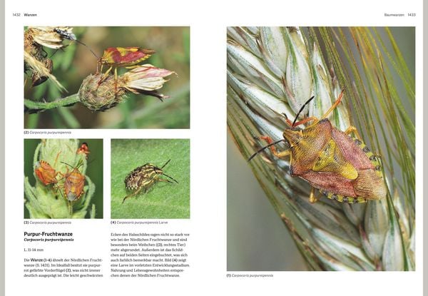 Produktbild: Das gro&szlig;e BLV Handbuch Insekten