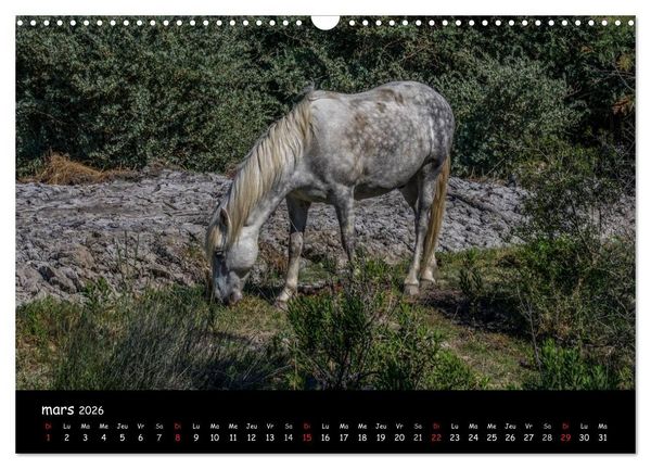 Produktbild: Cheval camarguais (Calendrier mural 2026 DIN A3 vertical), CALVENDO calendrier mensuel