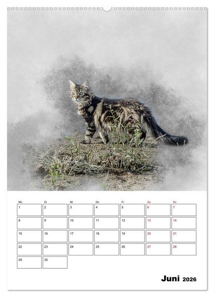 Produktbild: Maine Coon Katzen (Wandkalender 2026 DIN A2 hoch), CALVENDO Monatskalender