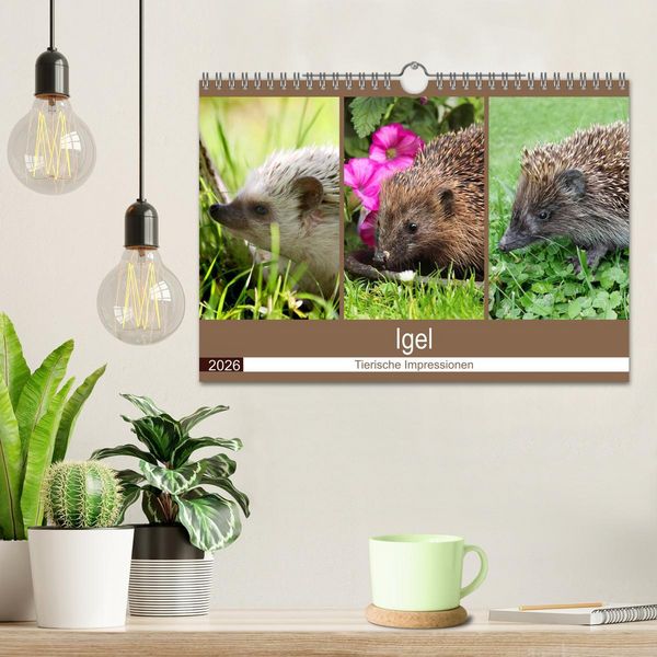 Produktbild: Igel 2026. Tierische Impressionen (Wandkalender 2026 DIN A4 quer), CALVENDO Monatskalender