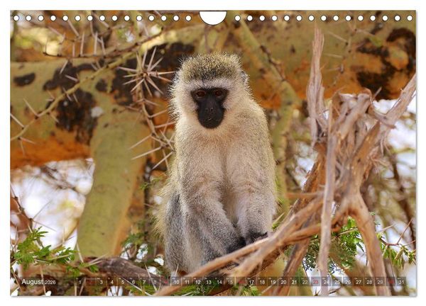 Produktbild: Tansania - Faszinierendes Afrika (Wandkalender 2026 DIN A4 quer), CALVENDO Monatskalender