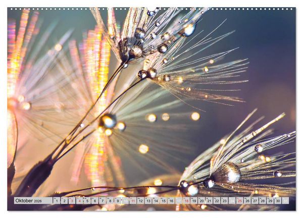 Produktbild: PusteblumenZauber (hochwertiger Premium Wandkalender 2026 DIN A2 quer), Kunstdruck in Hochglanz