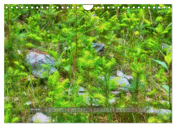 Produktbild: Vielfalt am Waldboden (Wandkalender 2026 DIN A4 quer), CALVENDO Monatskalender