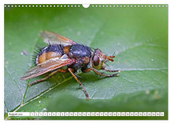 Produktbild: Ungeliebte Sch&ouml;nheiten - die faszinierende Welt unserer heimischen Fliegen (Wandkalender 2026 DIN A3 quer), CALVENDO Monatskalender