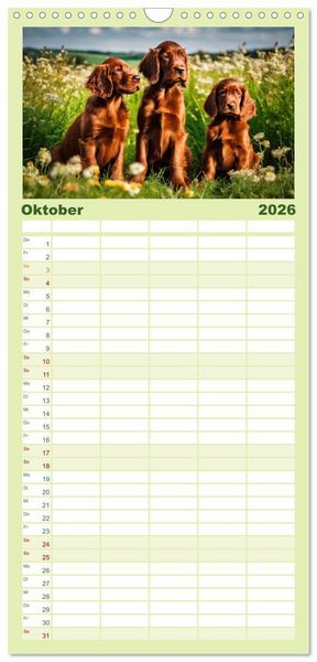 Produktbild: Familienplaner 2026 - Irish Setter - Anmut pur mit 5 Spalten (Wandkalender, 21 x 45 cm) CALVENDO