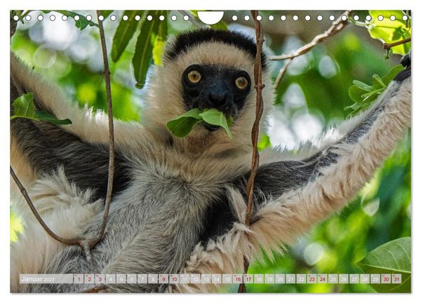 Produktbild: Wildnis Madagaskar (Wandkalender 2027 DIN A4 quer), CALVENDO Monatskalender