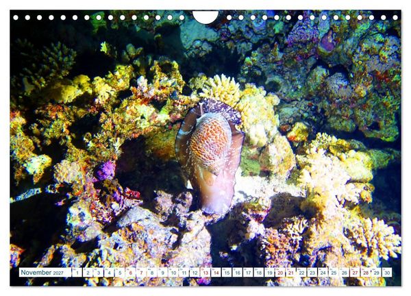 Produktbild: Geheimnisvolle Welt unter Wasser - Nachts am Riff (Wandkalender 2027 DIN A4 quer), CALVENDO Monatskalender