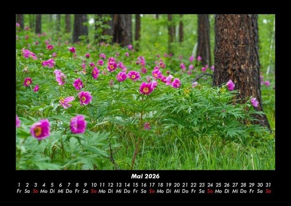 Produktbild: Blumentr&auml;ume 2026 Fotokalender DIN A3