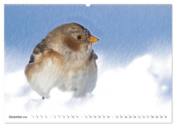 Produktbild: Schottlands Vogelwelt - Ein Portr&auml;t in Zeichnungen (hochwertiger Premium Wandkalender 2026 DIN A2 quer), Kunstdruck in Hochglanz