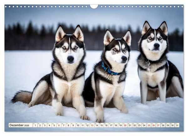 Produktbild: Siberian Huskies - die Extremsportler (Wandkalender 2026 DIN A3 quer), CALVENDO Monatskalender