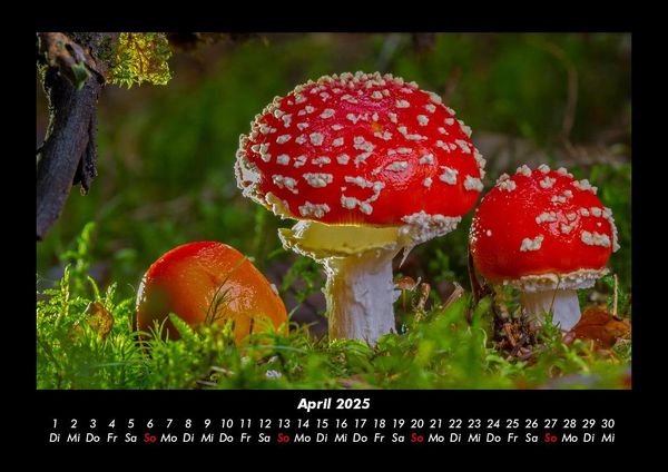 Produktbild: Pilzkalender 2025 Fotokalender DIN A3